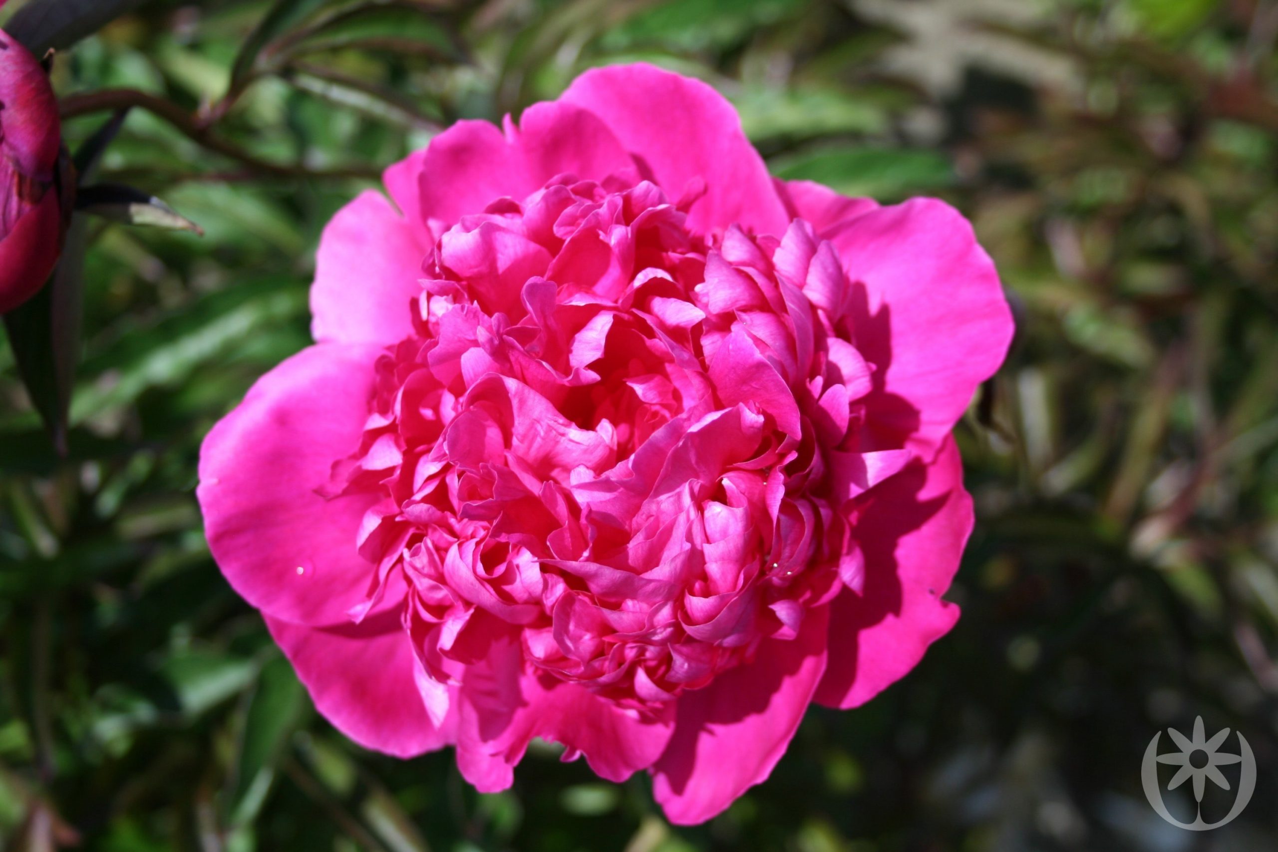 Paeonia lactiflora 'Felix Crousse'
